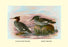 Auckland Island and Brazilian Mergansers 12x18 Giclee on canvas