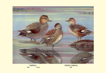 Gadwall and Coues&#39;s Gadwall Ducks 12x18 Giclee on canvas