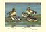 Widgeon Ducks 12x18 Giclee on canvas