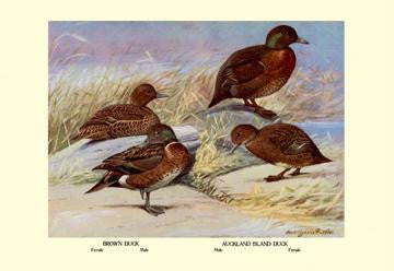 Brown and Auckland Ducks 12x18 Giclee on canvas