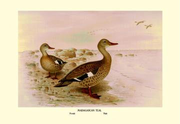 Madagascan Teal 12x18 Giclee on canvas