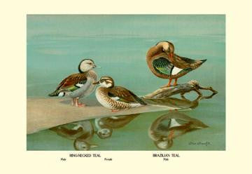 Ring-Necked and Brazilian Teals 12x18 Giclee on canvas