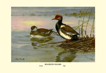 Red-Crested Pochard 12x18 Giclee on canvas