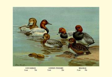 Canvas-Back  Common Pochard and Red-Head Ducks 12x18 Giclee on canvas