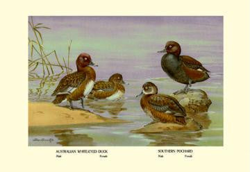 Australian White-Eyed and Southern Pochard Ducks 12x18 Giclee on canvas