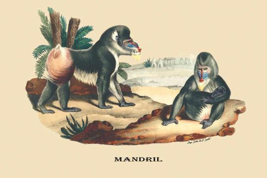 Mandril 12x18 Giclee on canvas