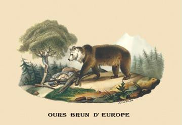 Ours Brun d&#39;Europe (European Brown Bear) 12x18 Giclee on canvas