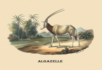 Algazelle (Gazelle) 12x18 Giclee on canvas