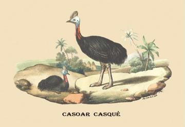 Casoar Casque (Cassowary) 12x18 Giclee on canvas