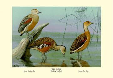 Lesser Whistling Teal  Wandering Tree Duck  and Fulvous Tree Duck 12x18 Giclee on canvas