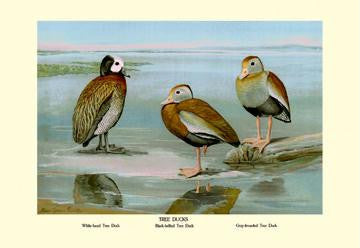 White-faced  Black-bellied and Gray-breasted Tree Ducks 12x18 Giclee on canvas