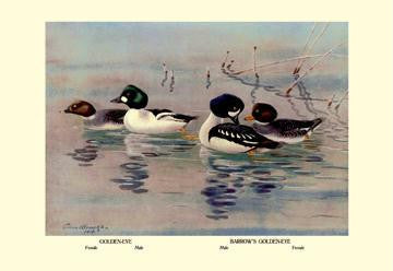 Golden-Eye and Barrow&#39;s Golden-Eye Ducks 12x18 Giclee on canvas