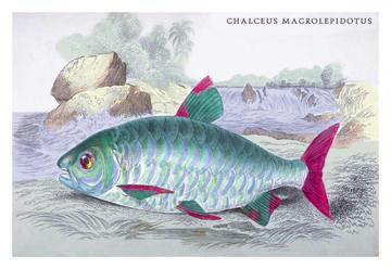 Chalceus Macrolepidotus 12x18 Giclee on canvas