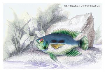 Centrarchus Rustratus 12x18 Giclee on canvas