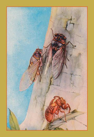 The Cicada 12x18 Giclee on canvas