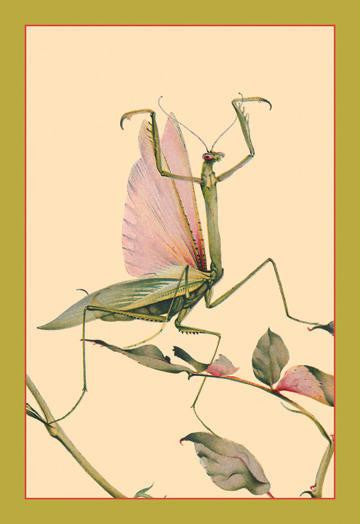 The Praying Mantis 12x18 Giclee on canvas