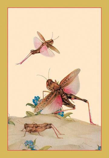 Italian Locusts 12x18 Giclee on canvas