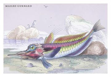 Mailed Gurnard 12x18 Giclee on canvas