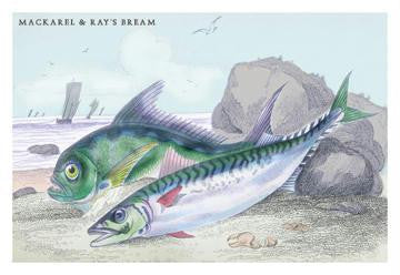 Mackarel and Ray&#39;s Bream 12x18 Giclee on canvas