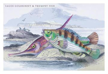 Tagos Goldsinny and Trumpet Fish 12x18 Giclee on canvas