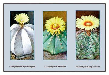 Astrophytum Myriostigma 12x18 Giclee on canvas