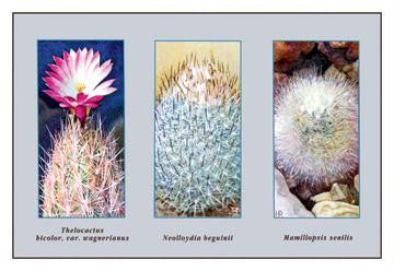 Thelocactus  Bicolor  Var. Wagnerianus 12x18 Giclee on canvas