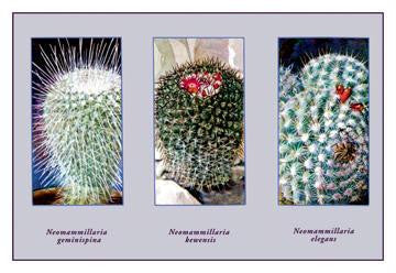 Neomammillaria Geminispina 12x18 Giclee on canvas