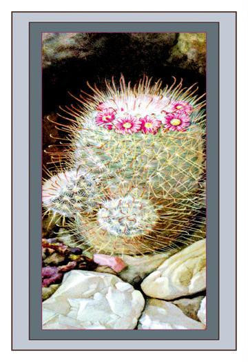 Cactus 12x18 Giclee on canvas