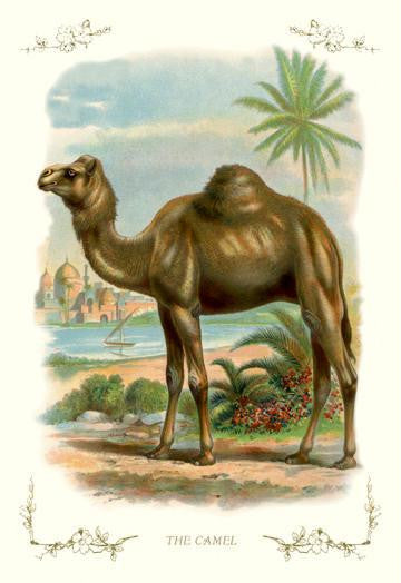 The Camel 12x18 Giclee on canvas