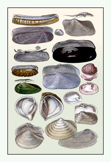 Shells: Dimyaria #2 12x18 Giclee on canvas