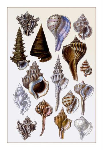 Shells: Trachelipoda #4 12x18 Giclee on canvas