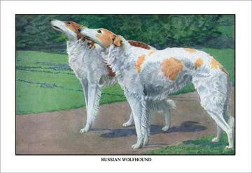 Russian Wolfhound 12x18 Giclee on canvas