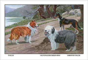 Collie  Old English Sheep Dog  Smooth Collie 12x18 Giclee on canvas