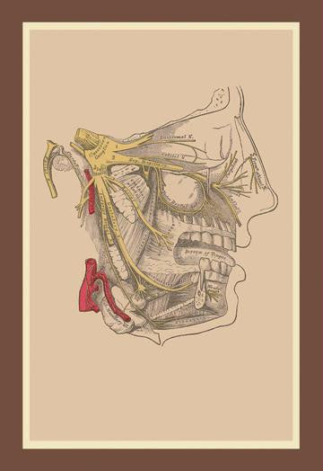 Cranial Nerves 12x18 Giclee on canvas