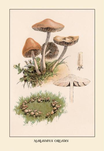 Marasmius Oreades 12x18 Giclee on canvas