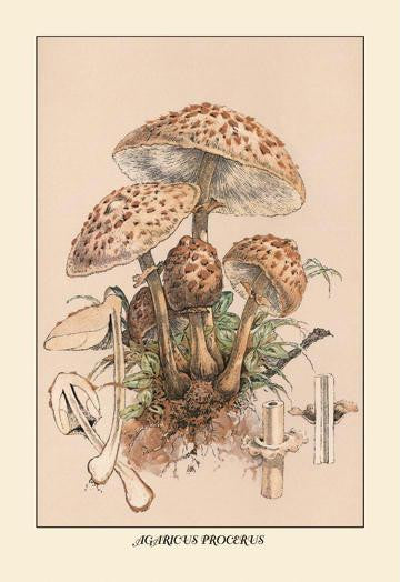 Agaricus Procerus 12x18 Giclee on canvas