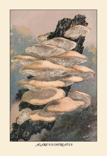 Agaricus Ostreatus 12x18 Giclee on canvas