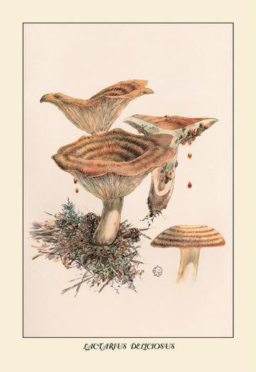 Lactarius Deliciosus 12x18 Giclee on canvas