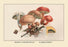 Boletus Subtomentosus and Boletus Chrysenteron 12x18 Giclee on canvas