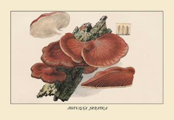 Fistulina Hepatica 12x18 Giclee on canvas