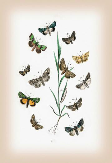 Moths: Cleophana Anarrhini  et al. 12x18 Giclee on canvas