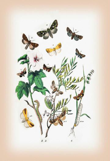 Moths: Hadena Atriplicis  H. Exulis  et al. 12x18 Giclee on canvas