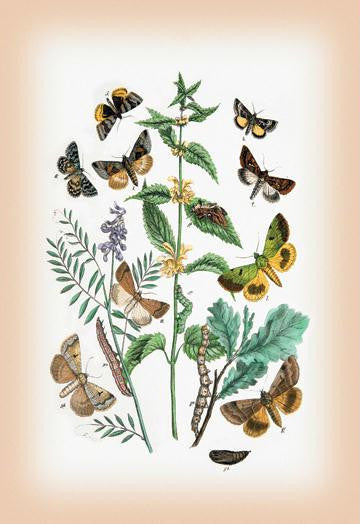 Moths: Plusia Iota  P. Hochenwarthi  et al. 12x18 Giclee on canvas