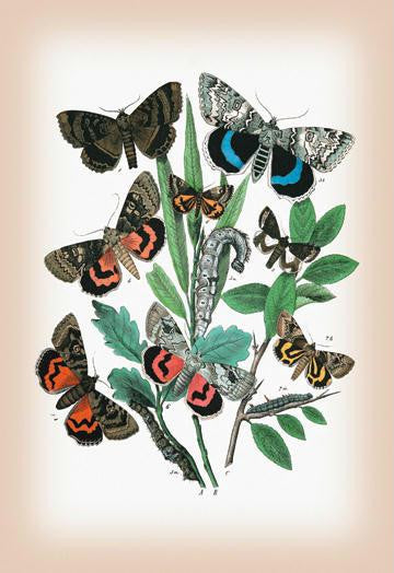 Moths: Catephia Alchymista  Catocala Nupta  et al. 12x18 Giclee on canvas