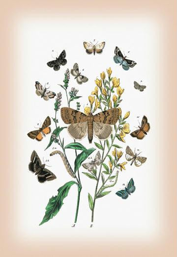 Moths: Pericyma Albidentaria  Spintherops Spectrum  et al. 12x18 Giclee on canvas