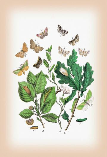 Moths: Erastria Deceptoria  E. Fasciana  et al. 12x18 Giclee on canvas