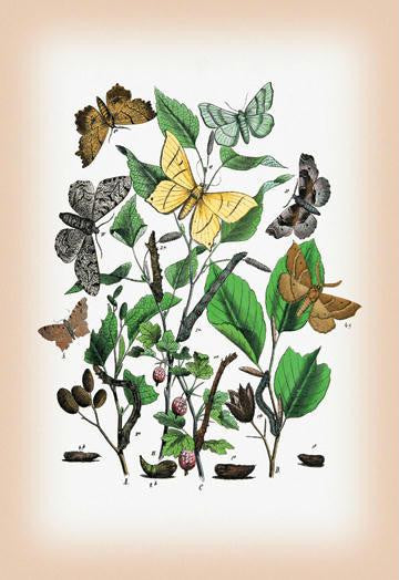 Moths: Metrocampa Margaritaria  Eugonia Autumnaria  et al. 12x18 Giclee on canvas