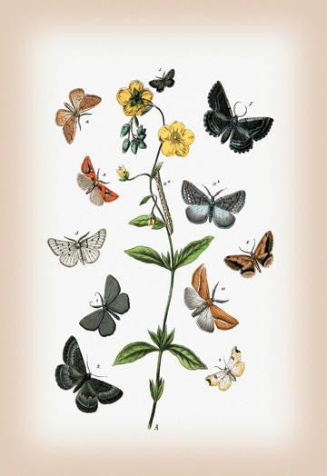 Moths: Cleogene Peletieraria  Chemerina Caliginearia  et al. 12x18 Giclee on canvas