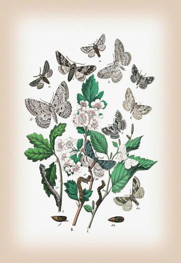 Moths: Boarmia Secundaria  B. Cinctaria  et al. 12x18 Giclee on canvas