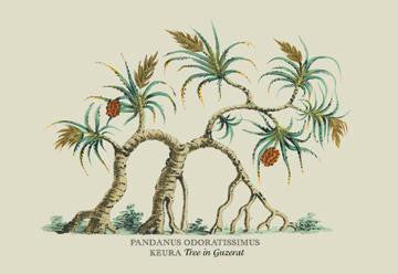 Pandanus Odoratissimus Keura Tree in Guzerat 12x18 Giclee on canvas